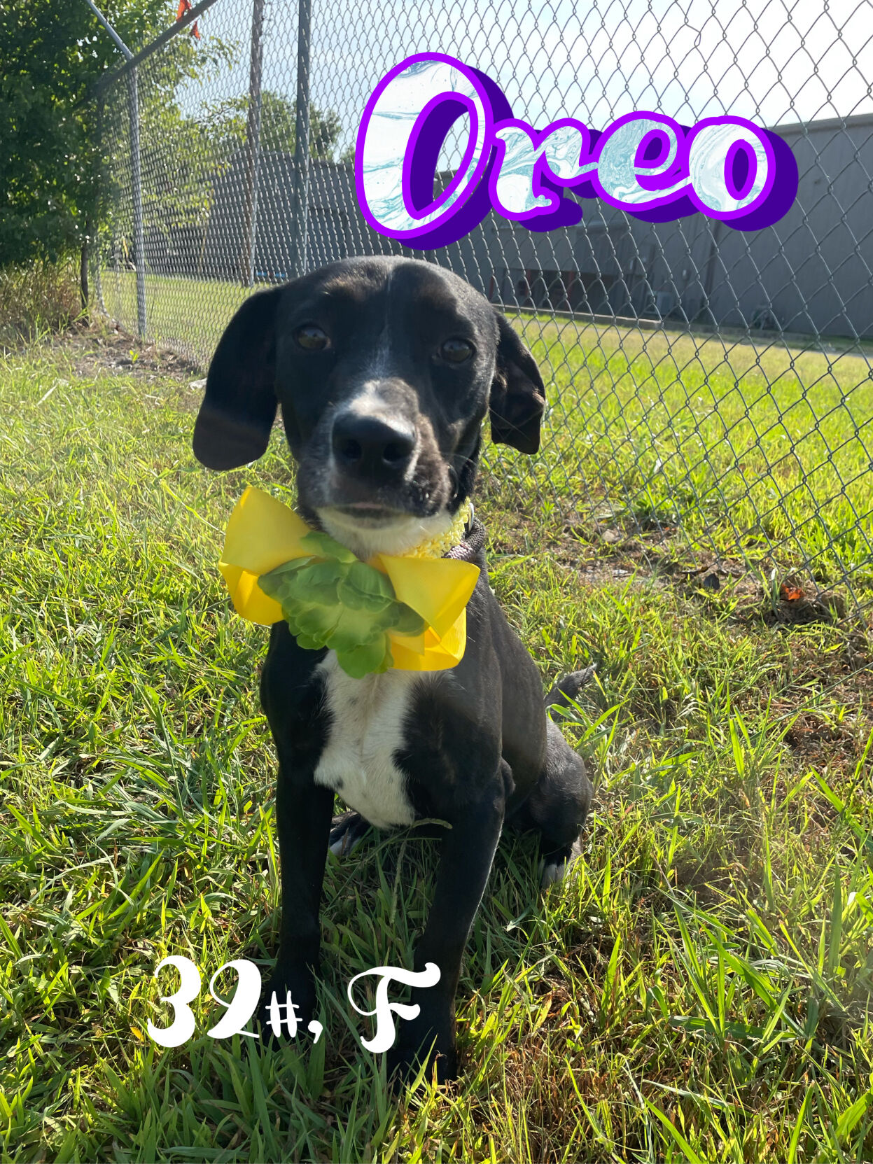 Oreo